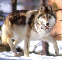 mexican-wolf-agfd