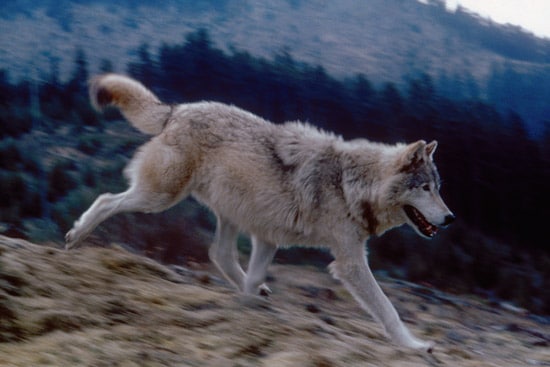 wolf idaho wolves running wild facts animals speed wildlife state idfg gray sprinting gov hunting misinformation depredations reports record based