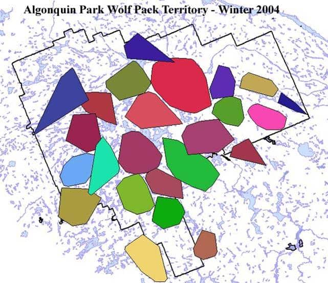 Fun Wolf Facts International Wolf Center