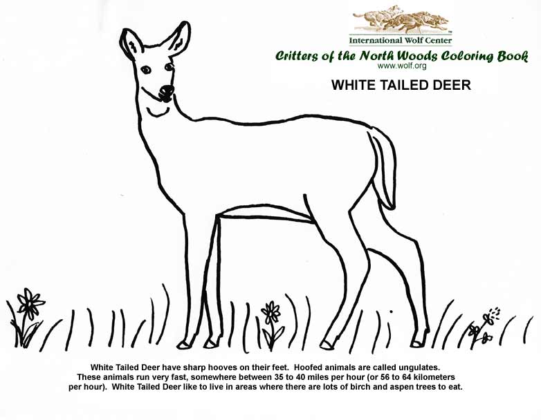 6600 Coloring Book Pages Of Wolves For Free