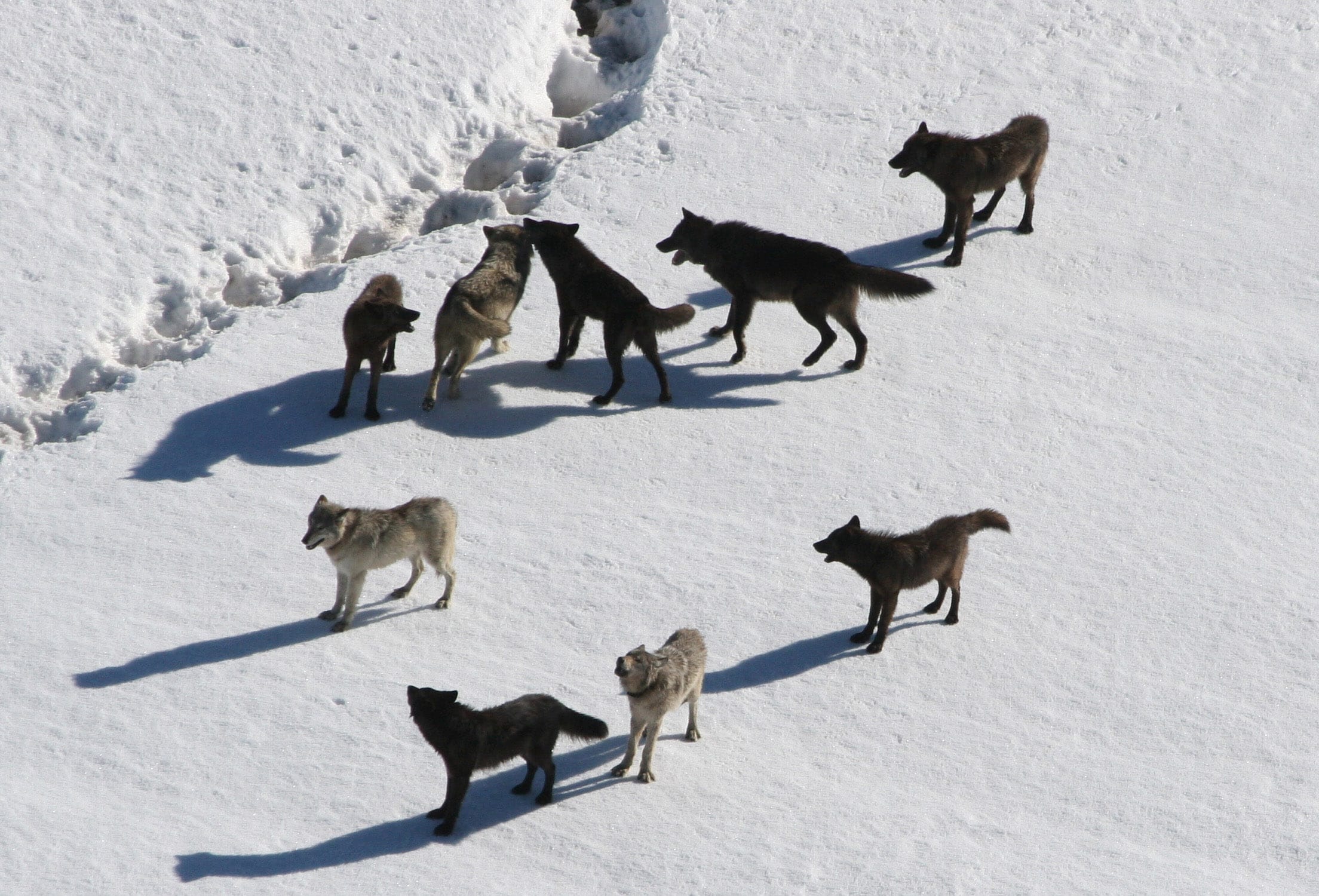 do wolves travel in packs