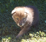 Three Weeks