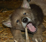 Five Weeks