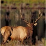 North American elk