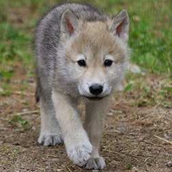 wolf pup naming contest international wolf center